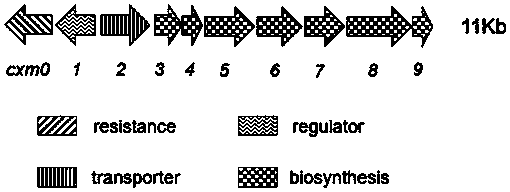 Biosynthetic gene cluster of noveltymycin and its application