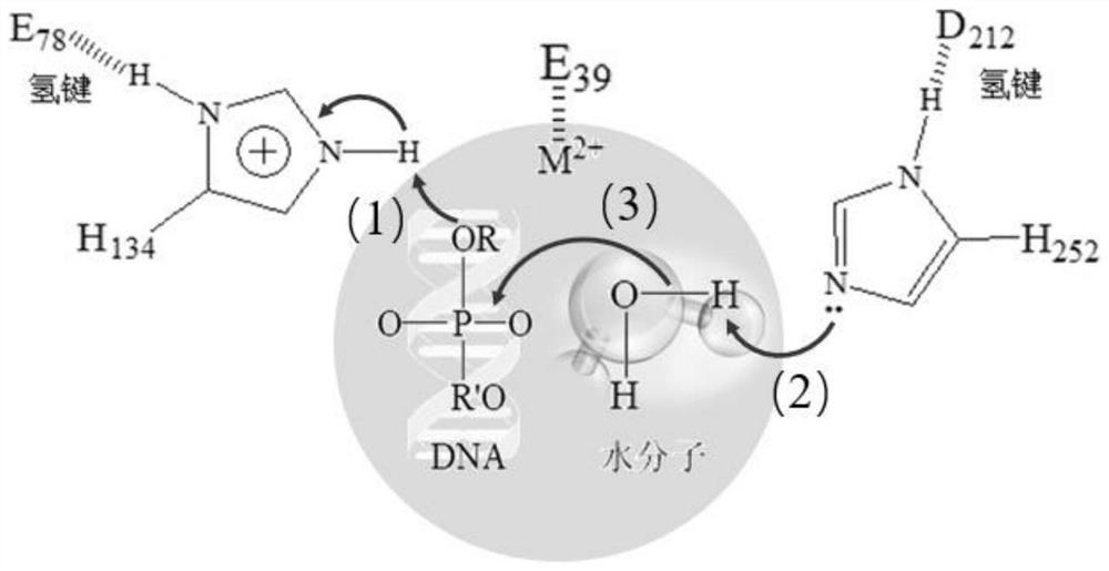 Preparation and application of high-salt-resistant and high-activity DNase I mutant