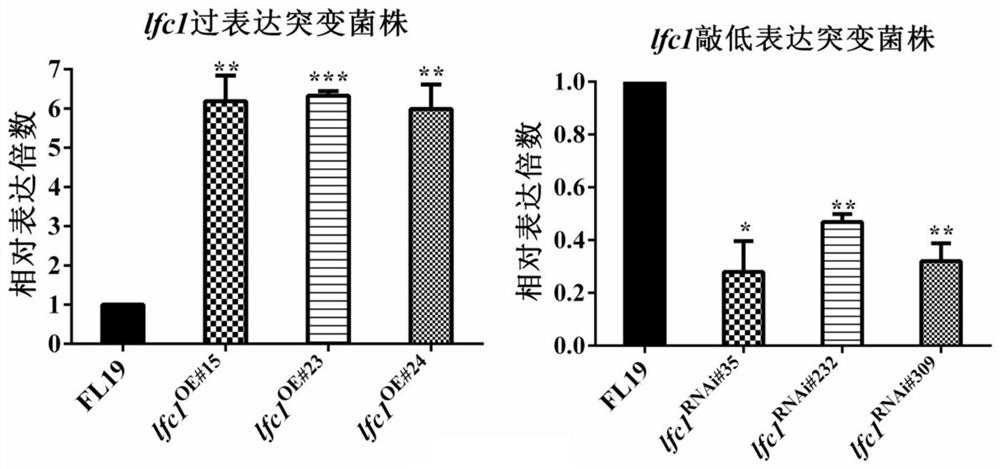 Regulation and application of transcription factor lfc1 on fruiting body development of Flammulina velutipes