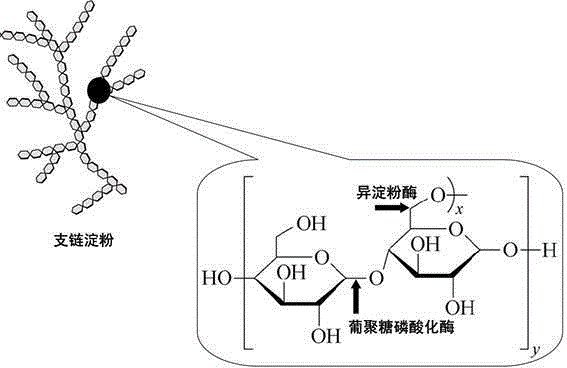 Cloning, expression and application of high temperature resistance isoamylase genes