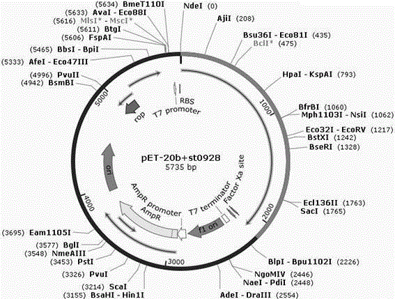 Cloning, expression and application of high temperature resistance isoamylase genes