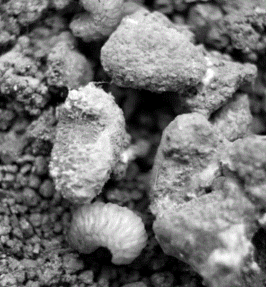 Metarhizium anisopliae plant for controlling curculio chinensis chevrolat larvae and application of metarhizium anisopliae plant