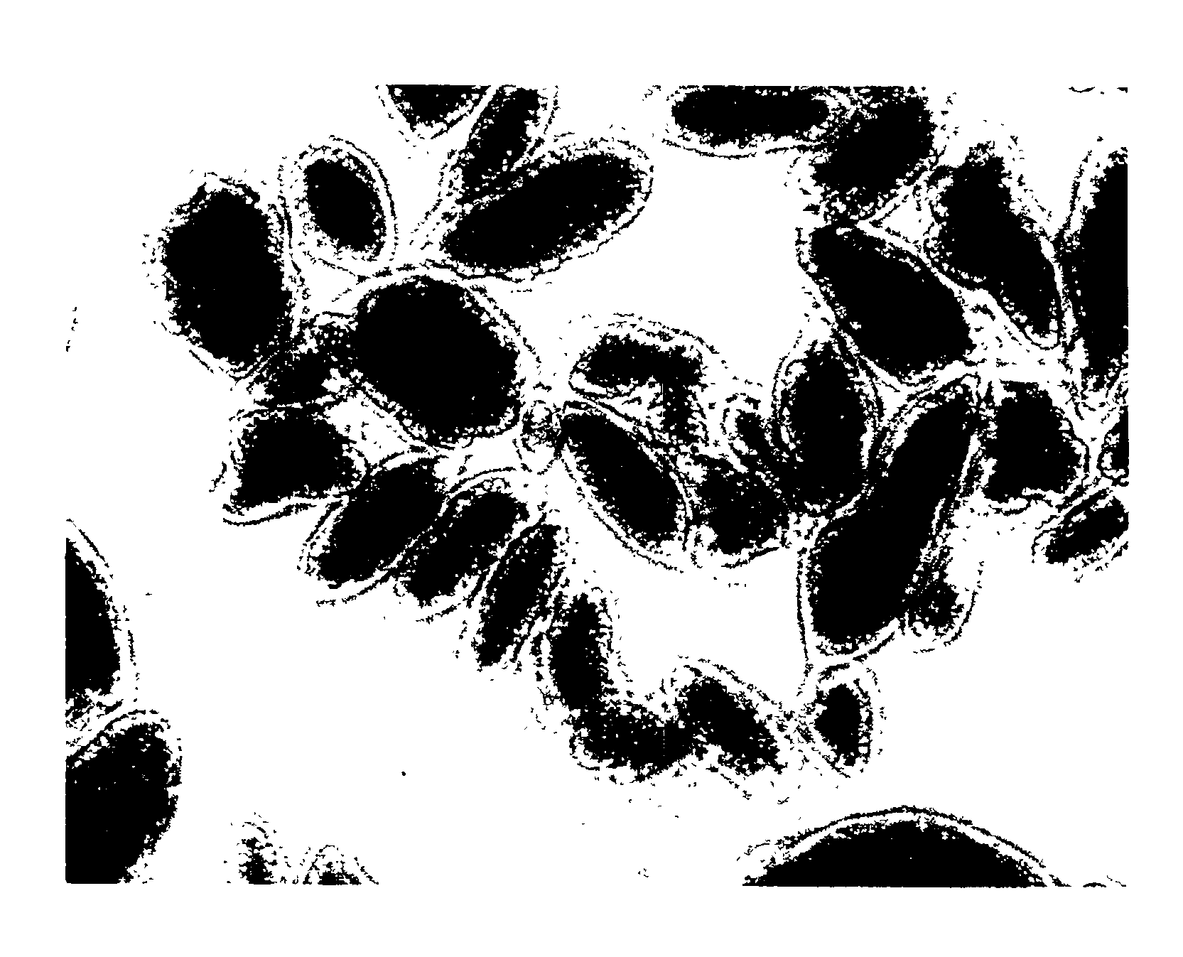 Encapsulated agglomeration of microcapsules and method for the preparation thereof