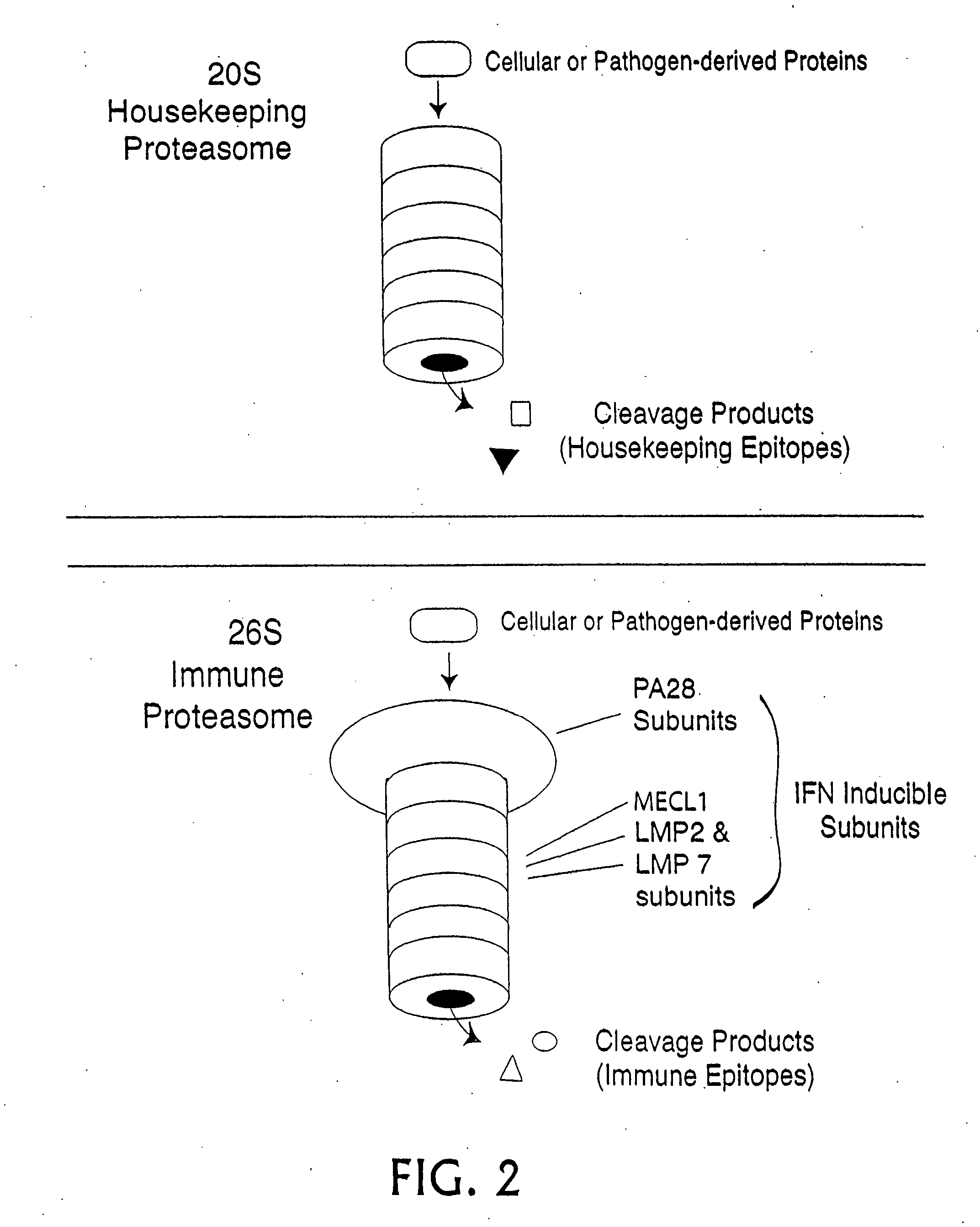 Epitope synchronization in antigen presenting cells