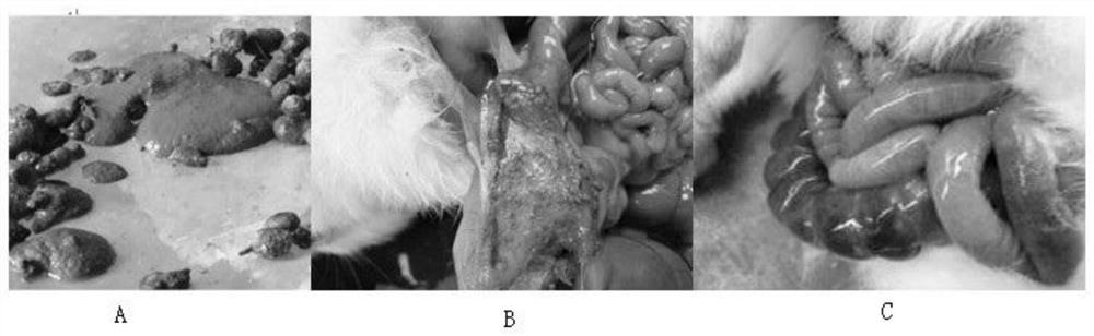 Traditional Chinese medicine compound extract for treating intestinal coccidiosis of rabbits and application thereof