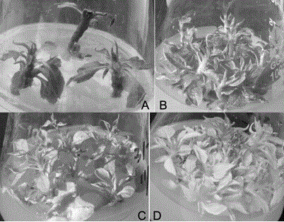 Culture medium and culture method used for generating adventitious buds of cold-resistant dwarf apple rootstock in-vitro leaves