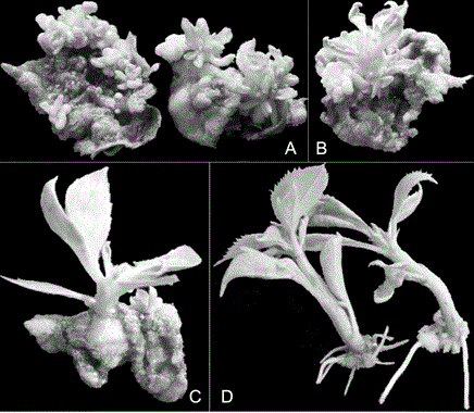 Culture medium and culture method used for generating adventitious buds of cold-resistant dwarf apple rootstock in-vitro leaves