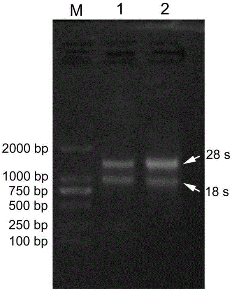 Method for extracting total RNA from sandalwood wood tissue