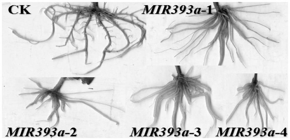 A gene pemir393a regulating adventitious root development in poplar and its application