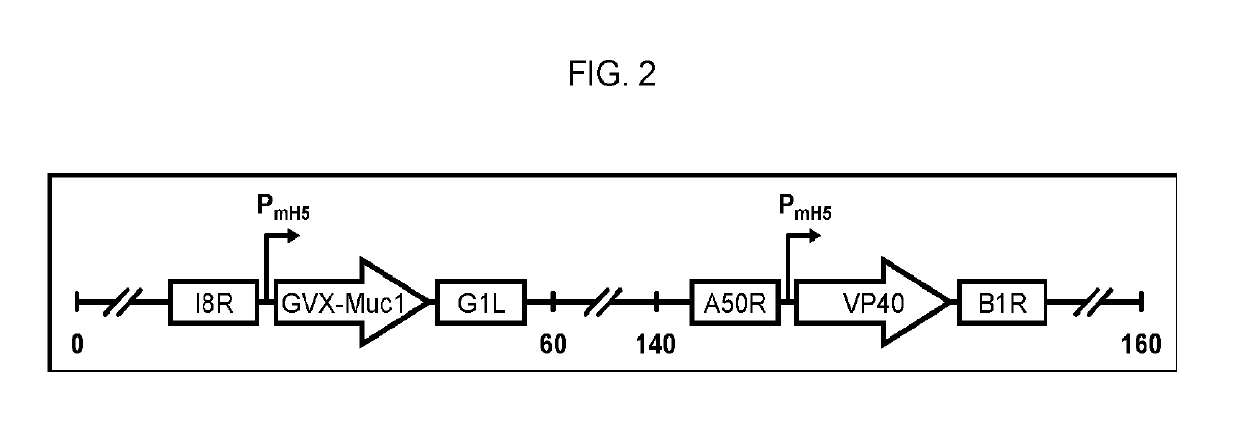 Compositions and Methods for Generating an Immune Response to a Tumor Associated Antigen