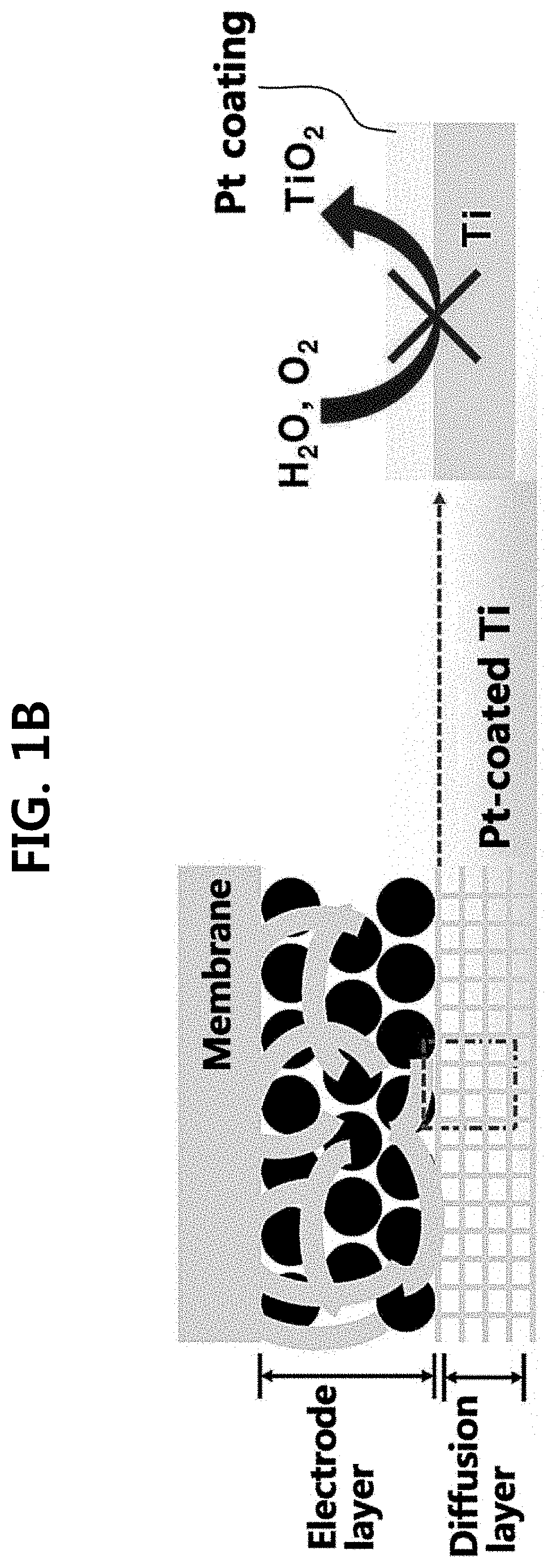 Iridium oxide electrodeposited porous titanium composite layer of polymer electrolyte membrane water electrolysis apparatus, method for preparing the same, and polymer electrolyte membrane water electrolysis apparatus using the same