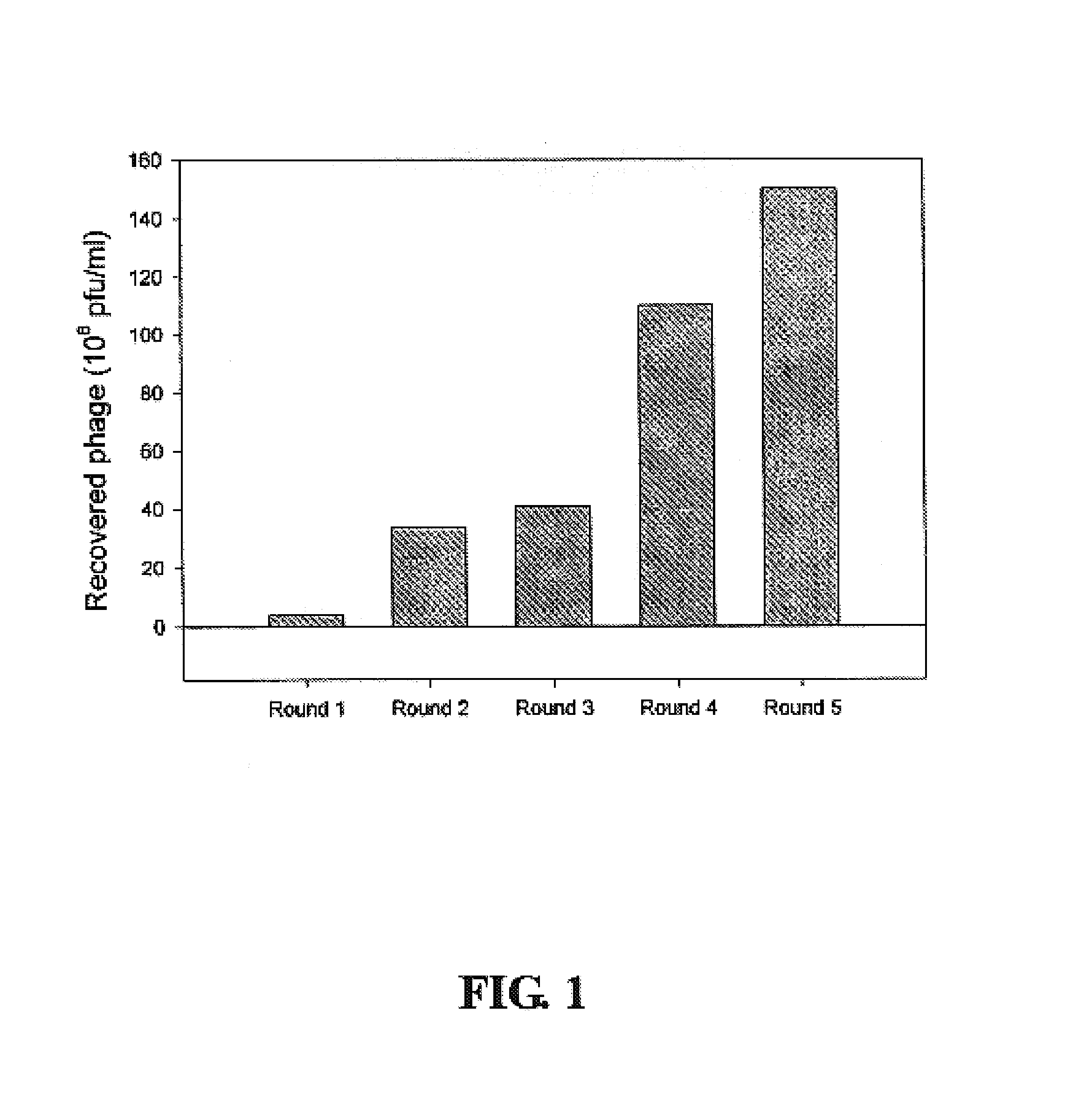 Peptide marker targeting to nasopharyngeal carcinoma cell and application thereof