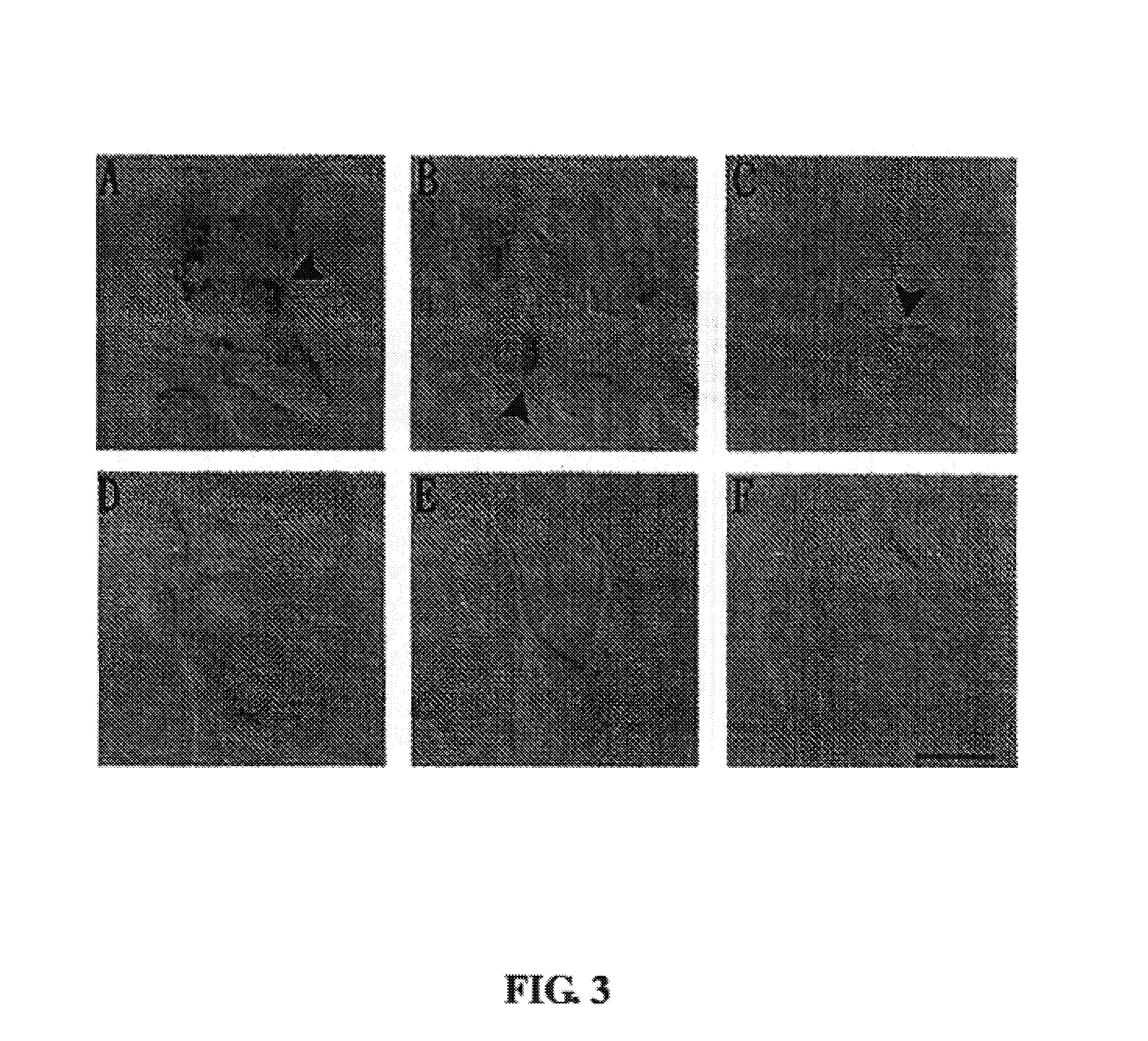 Peptide marker targeting to nasopharyngeal carcinoma cell and application thereof