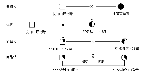 Breeding and feeding method for special wild boars