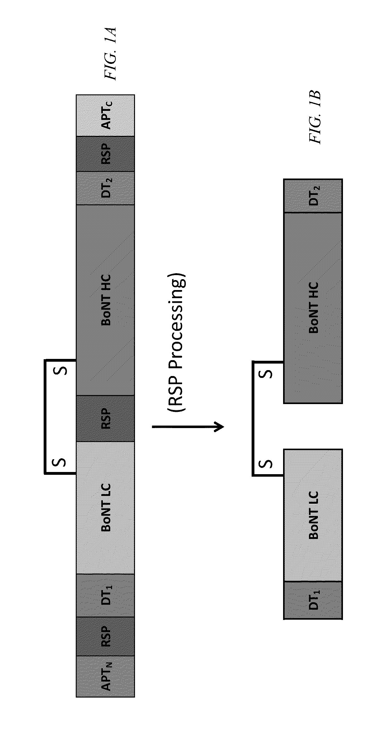 Clostridial neurotoxin fusion proteins, propeptide fusions, their expression, and use