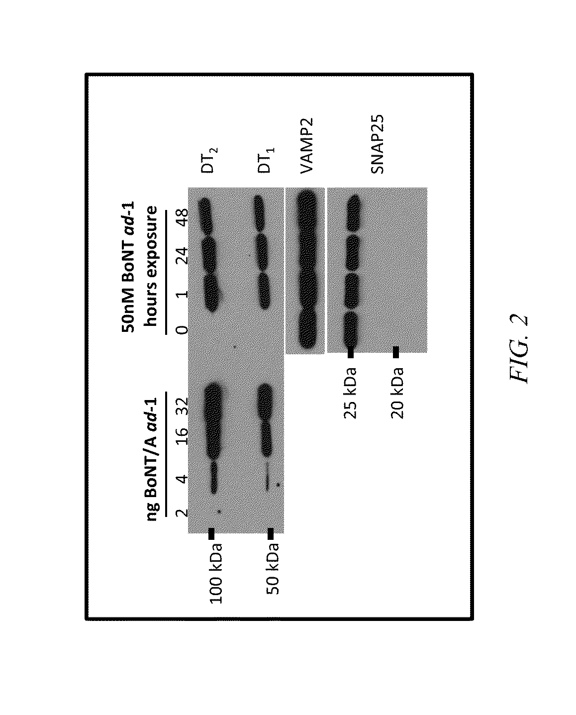 Clostridial neurotoxin fusion proteins, propeptide fusions, their expression, and use