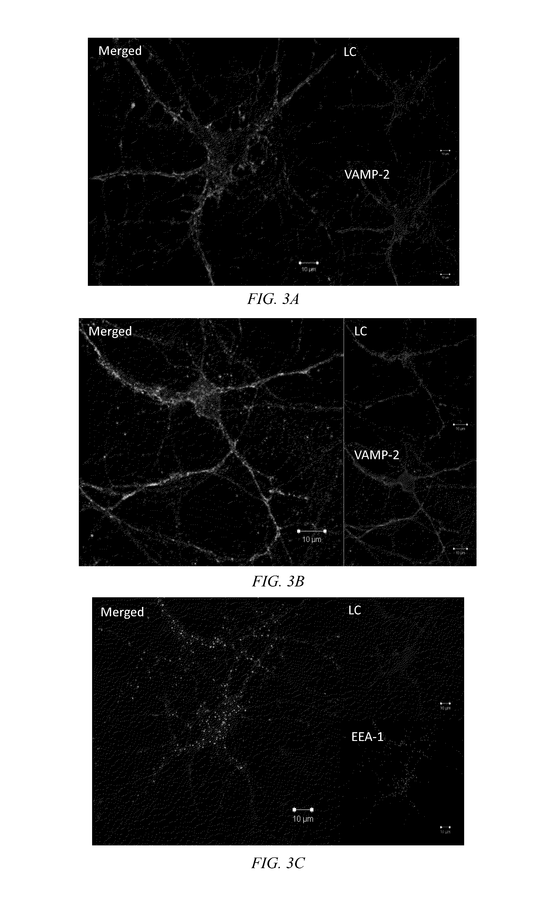 Clostridial neurotoxin fusion proteins, propeptide fusions, their expression, and use