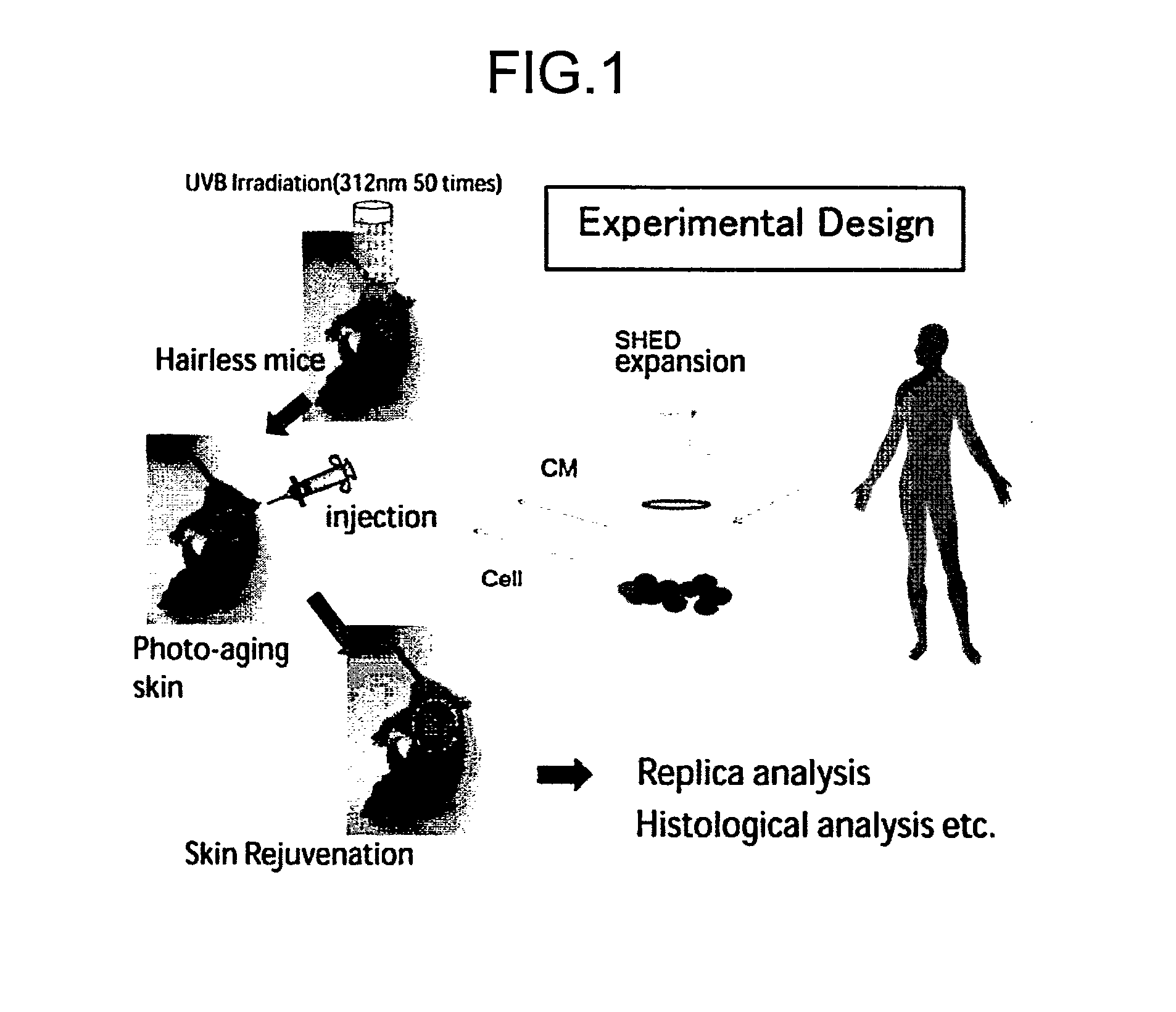 Composition for Treatment of Damaged Part