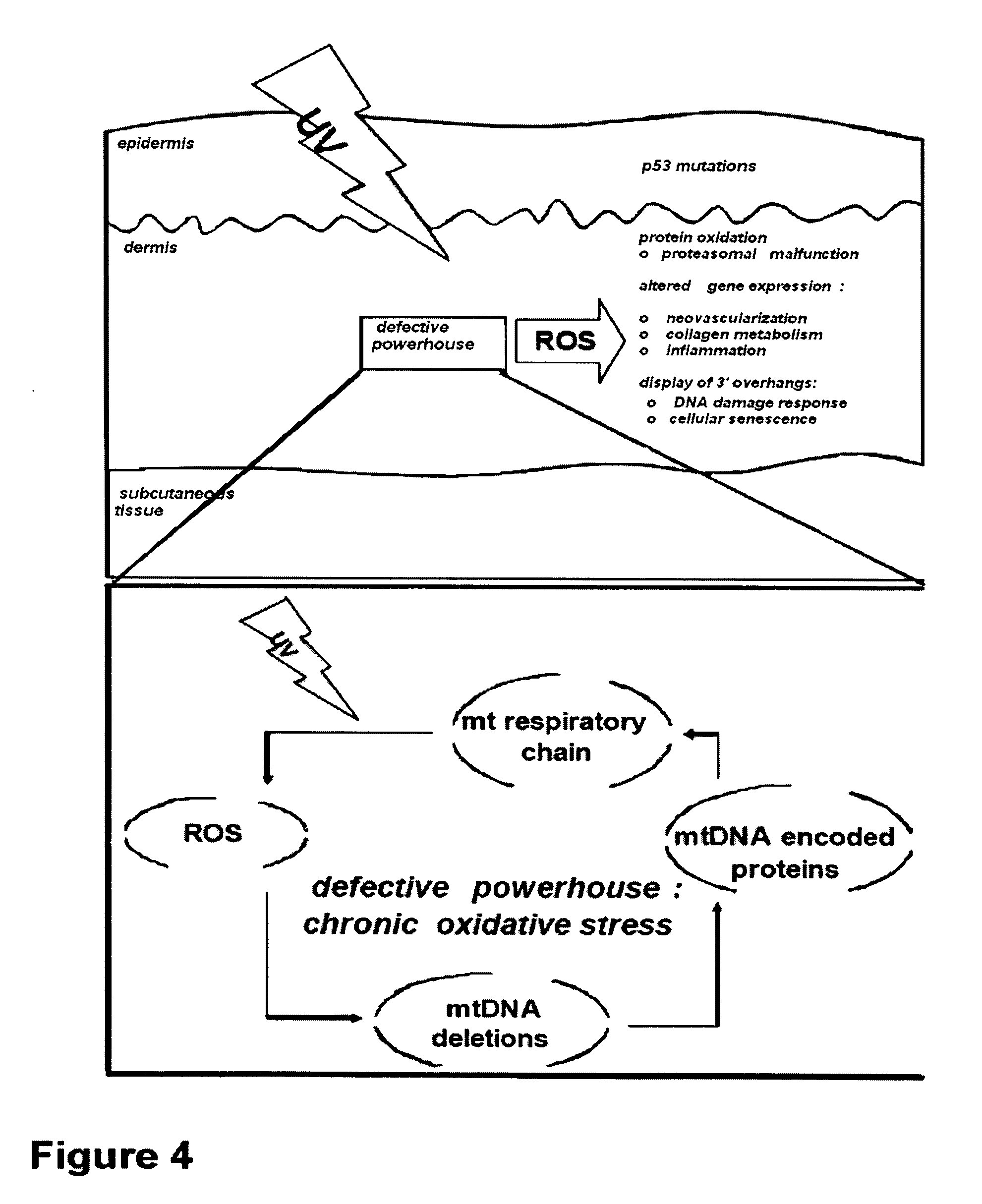 Anti-aging methods and composition