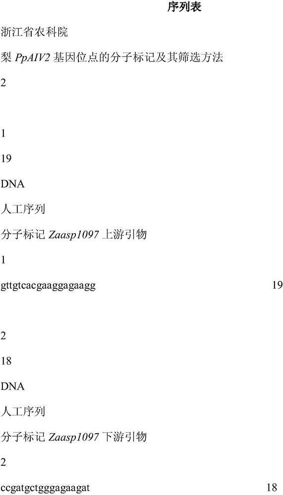 Molecular marker of pear PpAIV2 gene locus and screening method of molecular marker