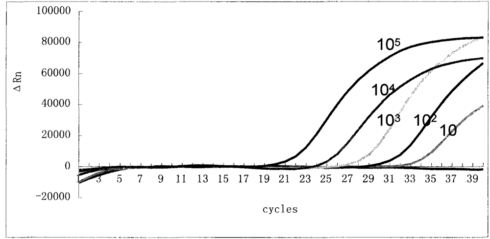 Primer-probe combination and kit for specific detection of Bordetella pertussis and Bordetella parapertussis