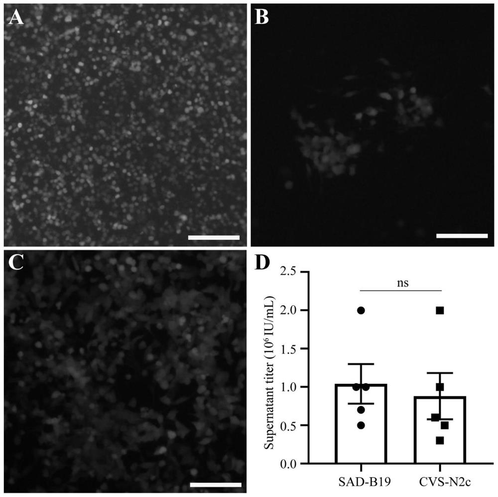 Preparation method and application of attenuated rabies virus