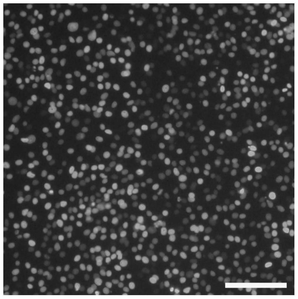 Preparation method and application of attenuated rabies virus