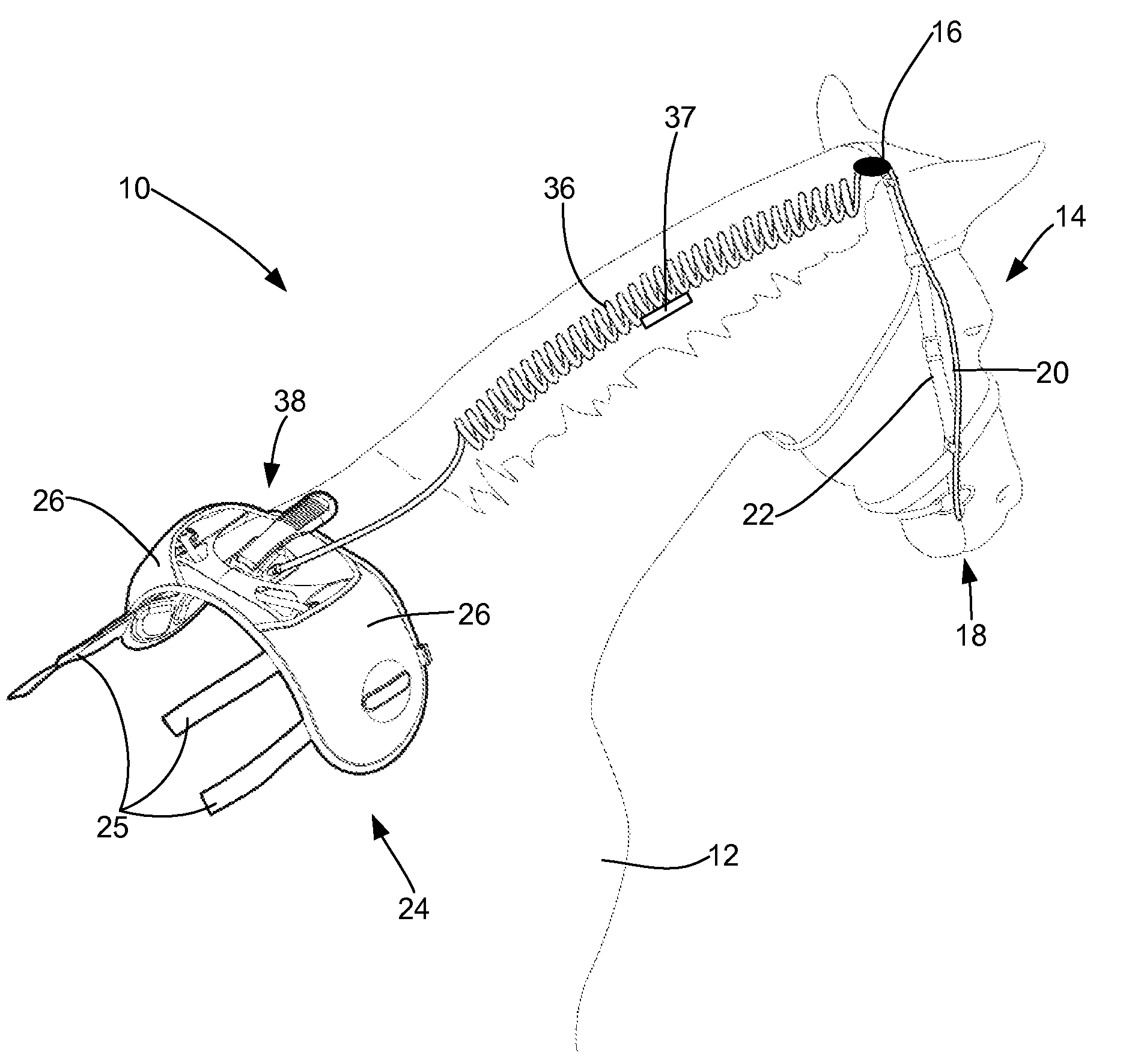 Animal Training Apparatus