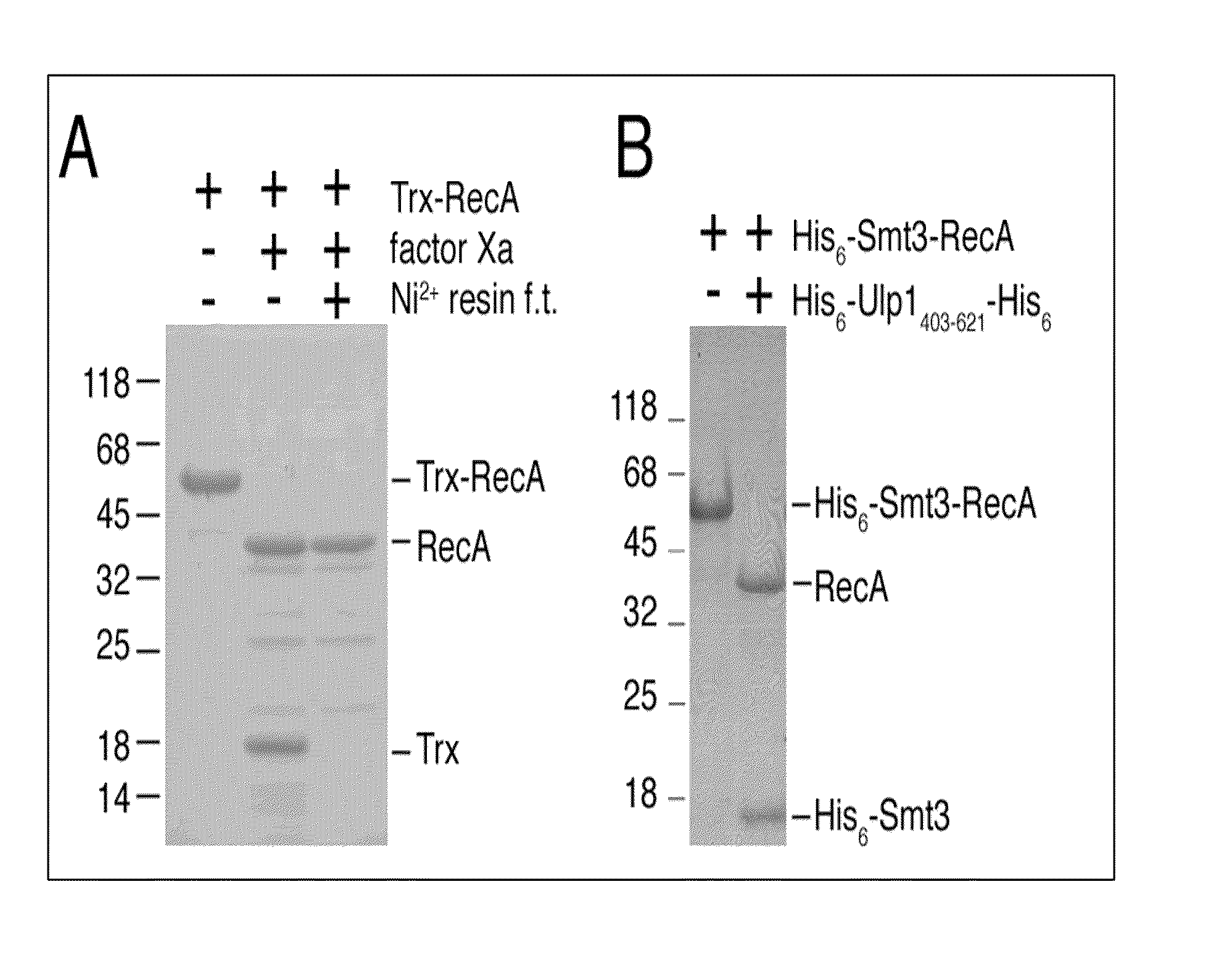 SUMO fusion protein expression system for producing native proteins