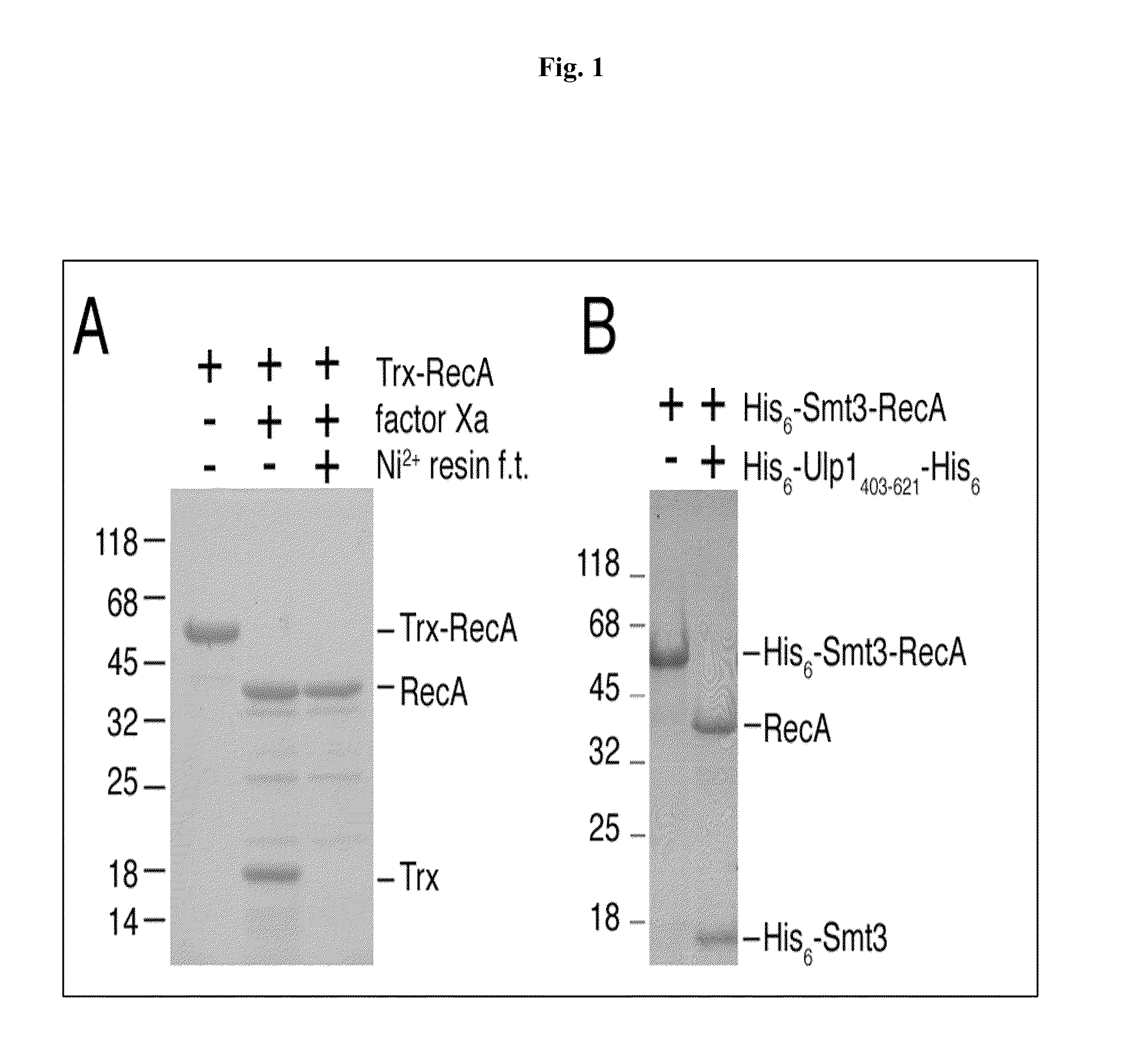 SUMO fusion protein expression system for producing native proteins