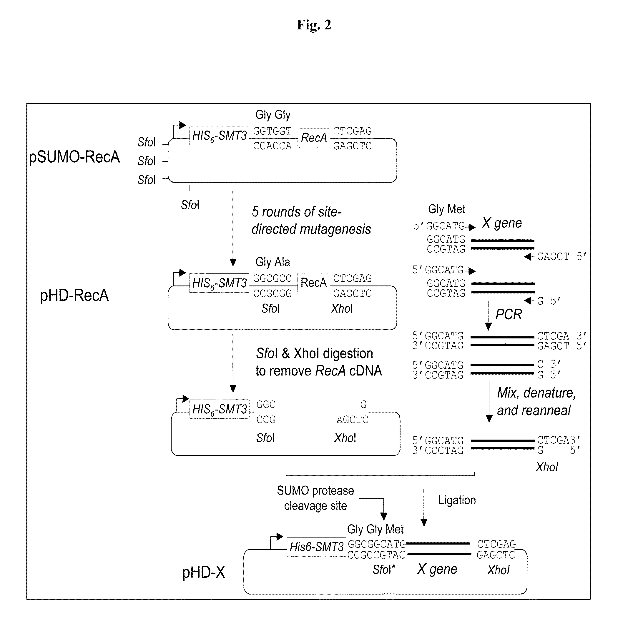 SUMO fusion protein expression system for producing native proteins