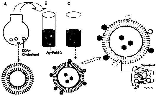 Immunologic adjuvant and vaccine containing immunologic adjuvant