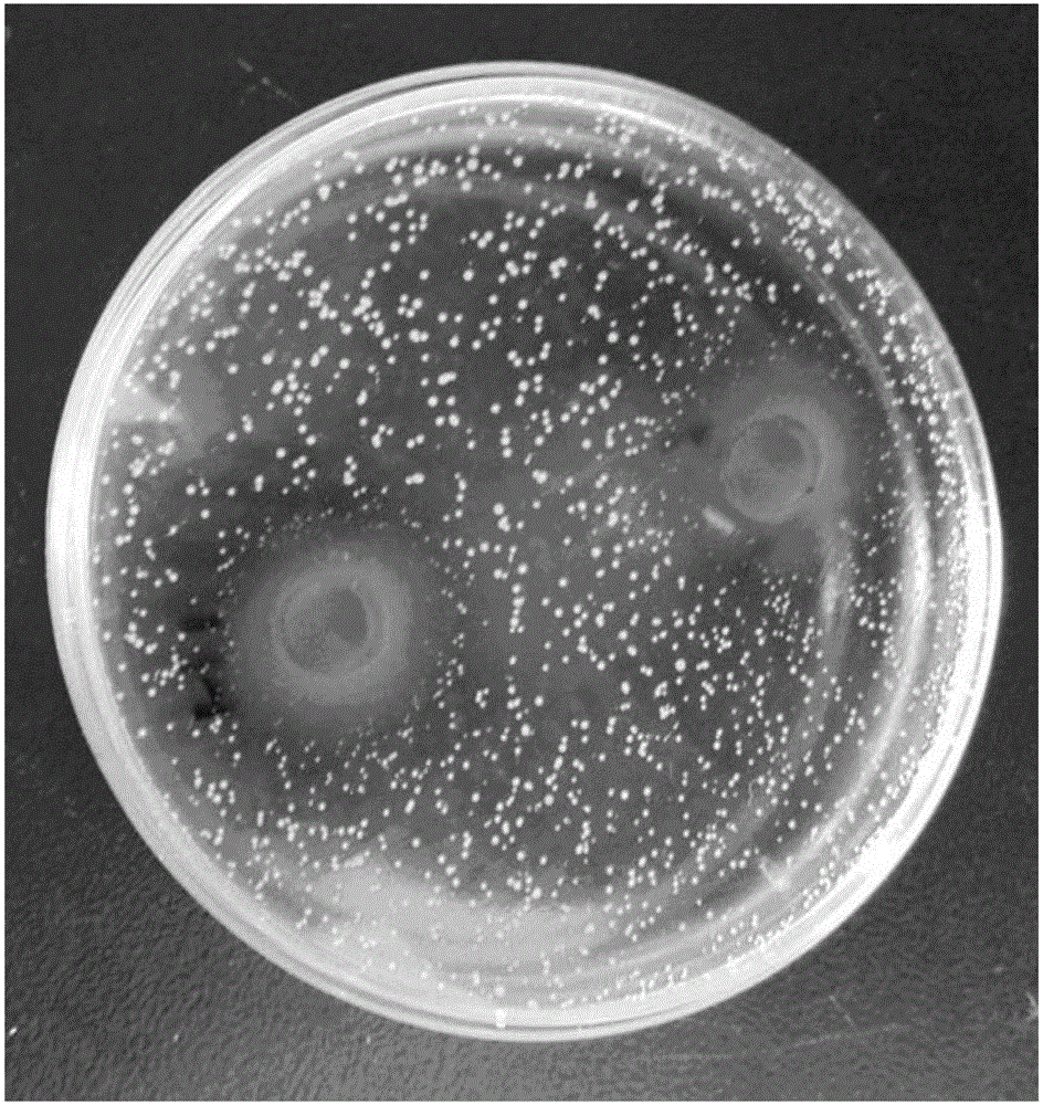 Pharmaceutical composition containing Chinese herbal medicines and used for preventing dental caries