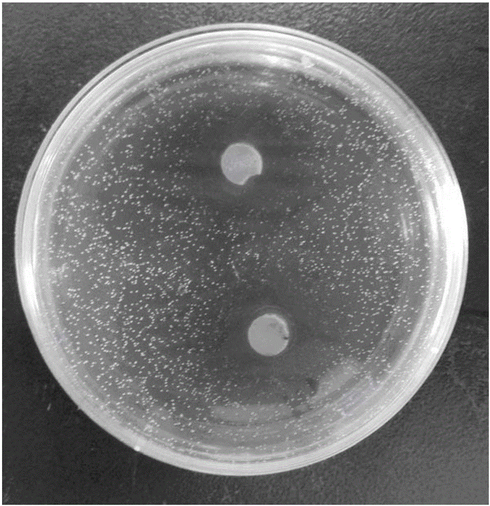 Pharmaceutical composition containing Chinese herbal medicines and used for preventing dental caries