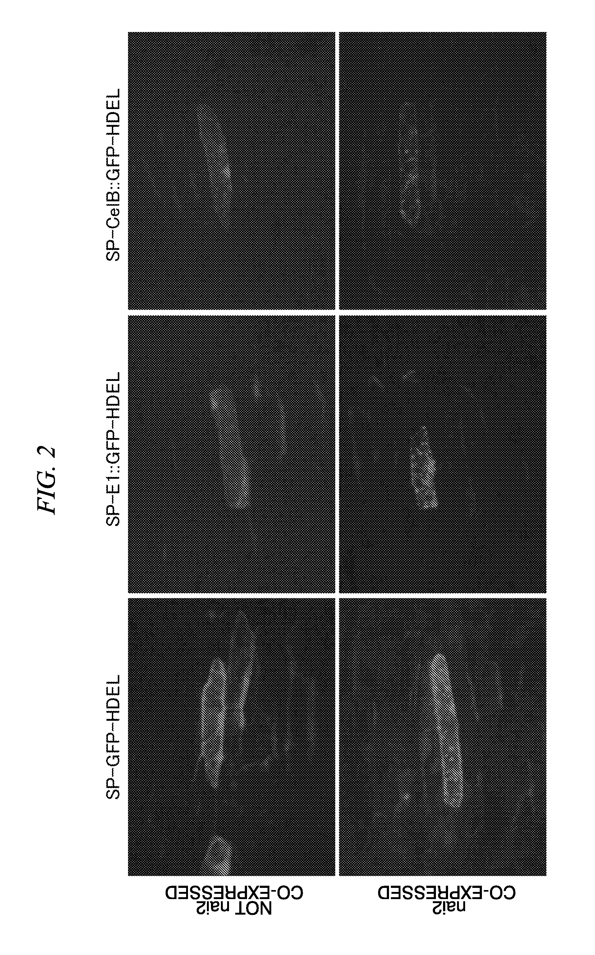 Method For Accumulating A Protein In Plant Cell