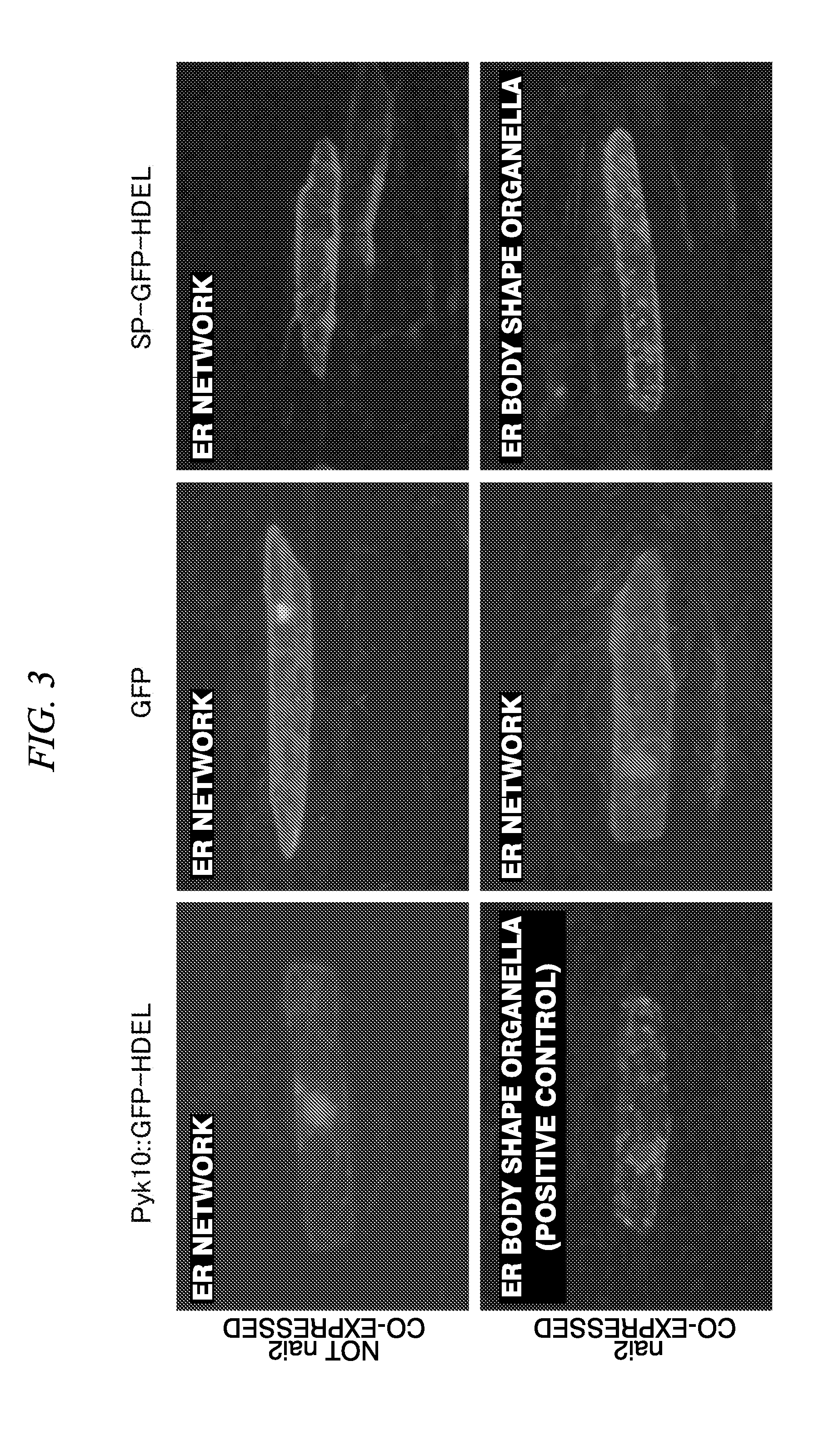 Method For Accumulating A Protein In Plant Cell