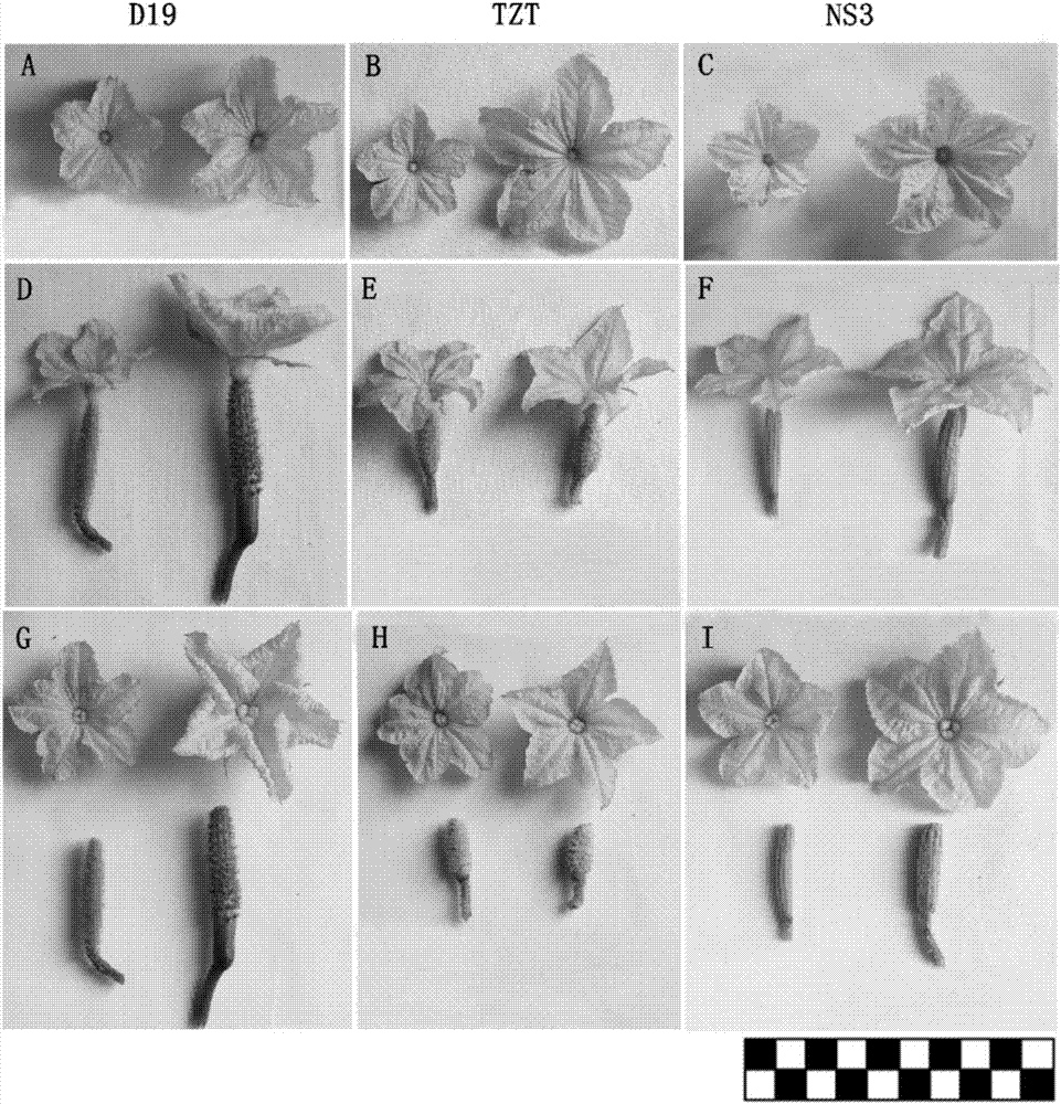 Cucumber breeding method based on induced polyploid and identification method of polyploid plants