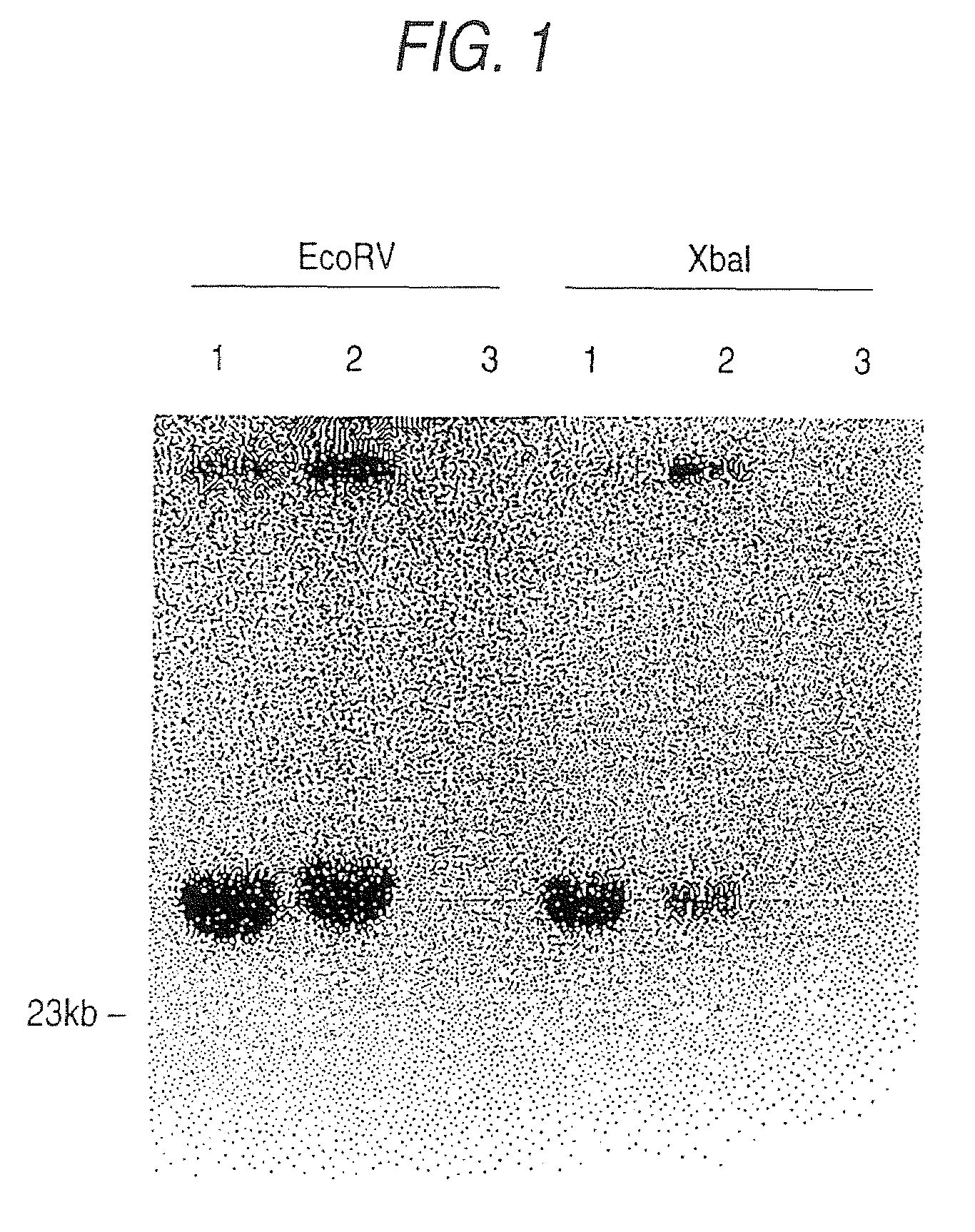 Polypeptide, novel DNA and novel antibody