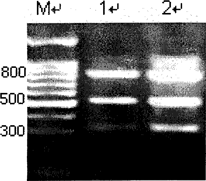 Bt cryaAc22 gene with insecticidal activity for Lepidoptera insect and application thereof