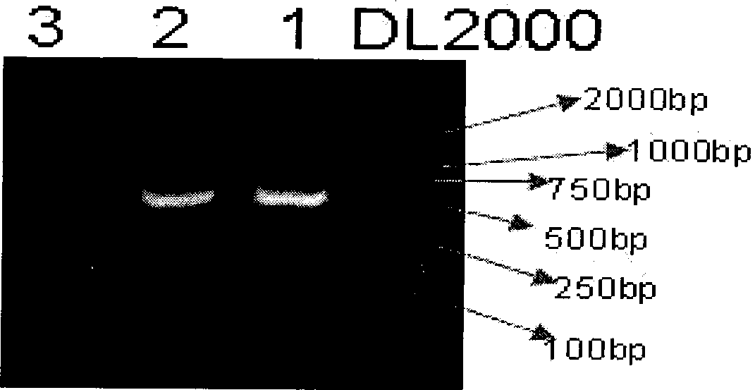 Protein related to cold resistance of plant, coding genes and application thereof