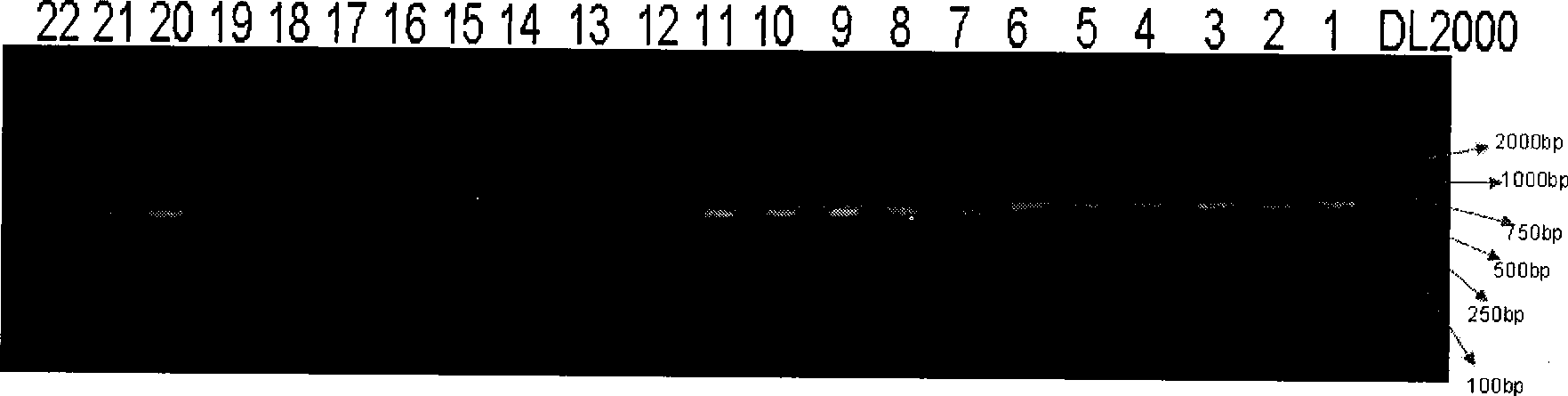 Protein related to cold resistance of plant, coding genes and application thereof