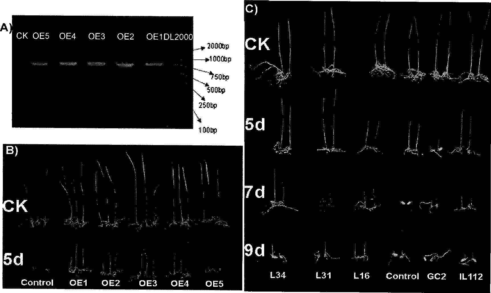 Protein related to cold resistance of plant, coding genes and application thereof