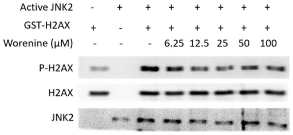 Use of methyl berberine as a jnk2 kinase inhibitor and in the treatment of psoriasis