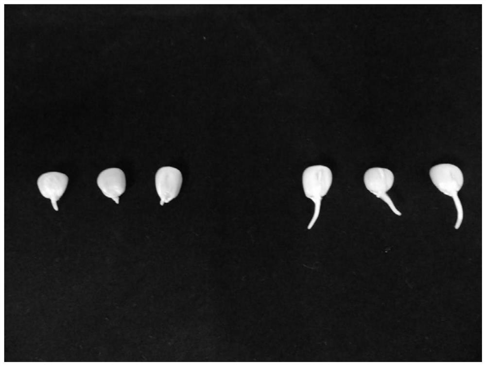 Microbial agent suitable for corn planting, and application thereof