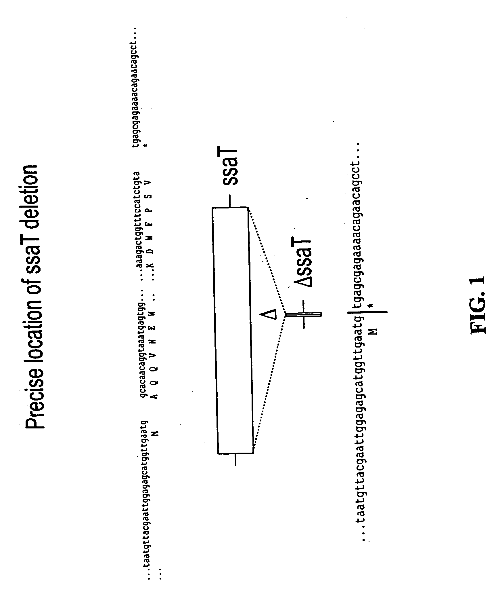 Salmonella vaccine materials and methods