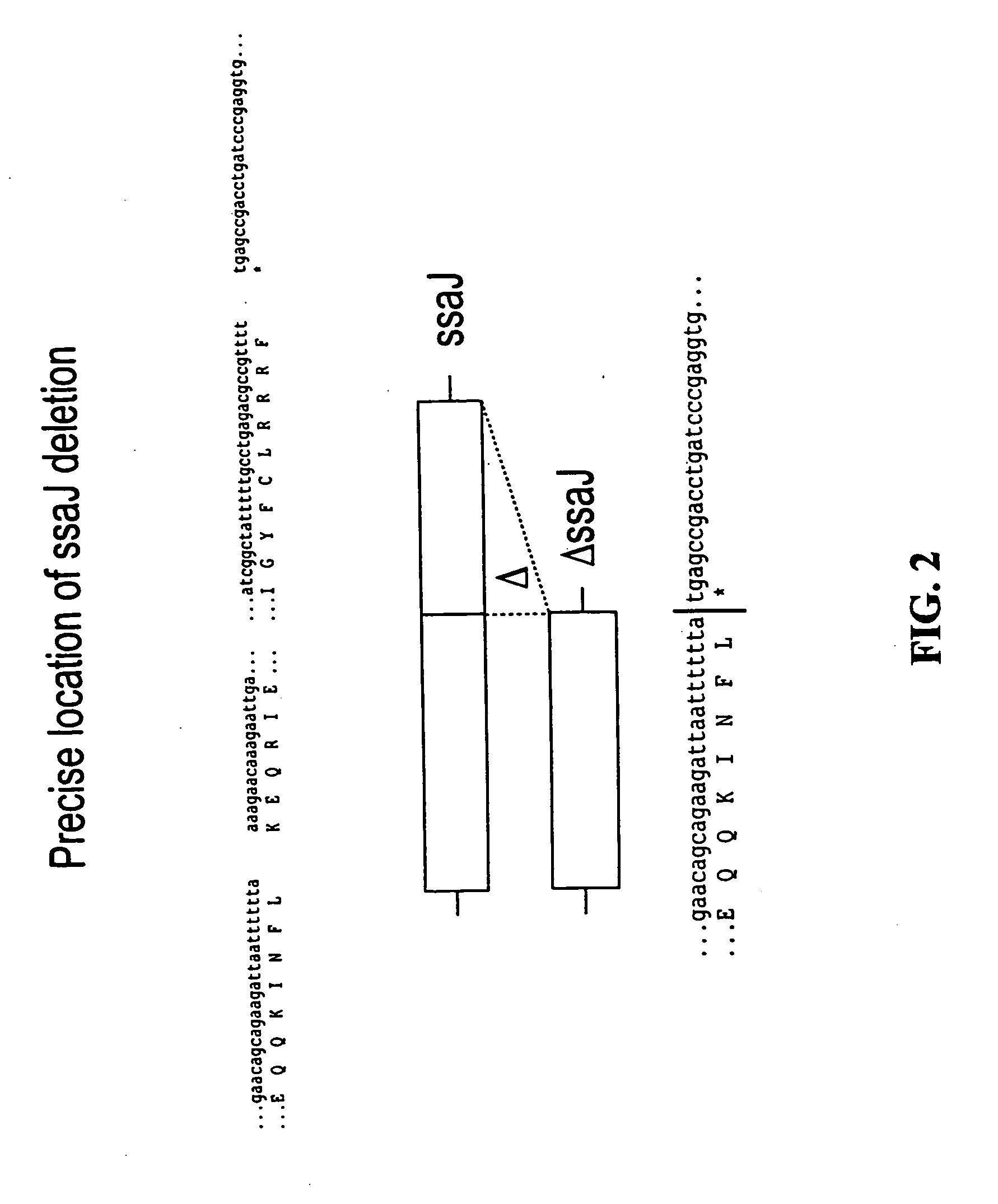 Salmonella vaccine materials and methods