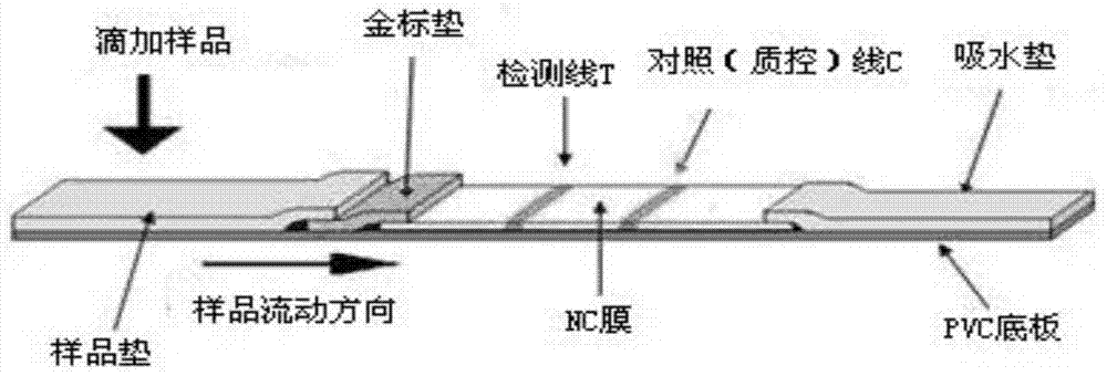 A kind of anti-h7 subtype avian influenza virus monoclonal antibody and its application