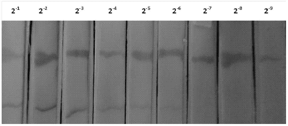 A kind of anti-h7 subtype avian influenza virus monoclonal antibody and its application