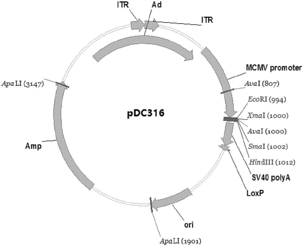 Zika virus disease vaccine taking human Ad5 replication-defective adenovirus as vector