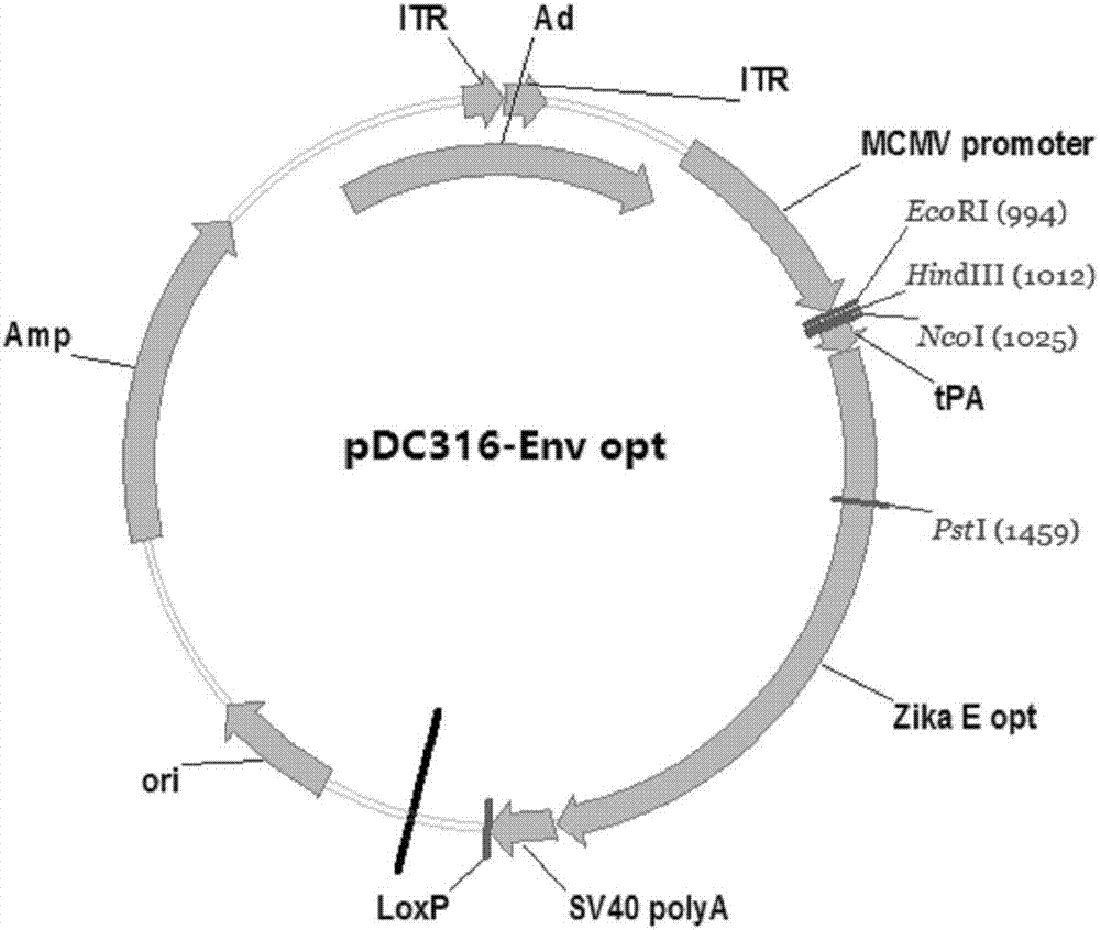 Zika virus disease vaccine taking human Ad5 replication-defective adenovirus as vector